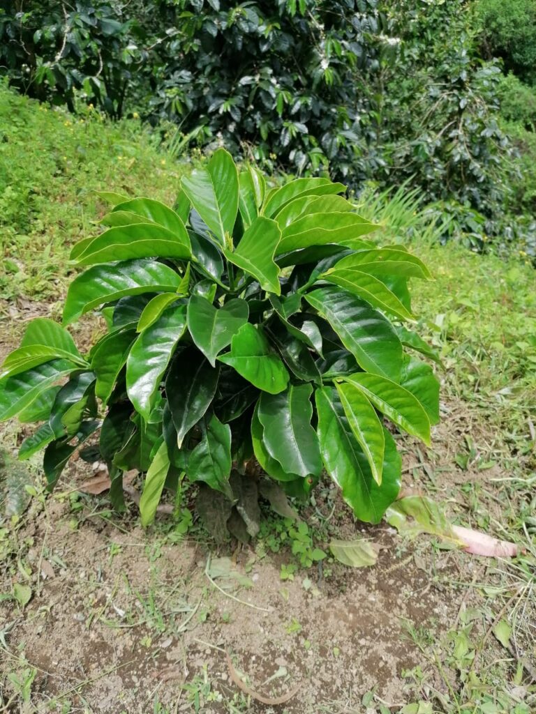 WhatsApp Image 2021-12-16 at 8.25.22 AM